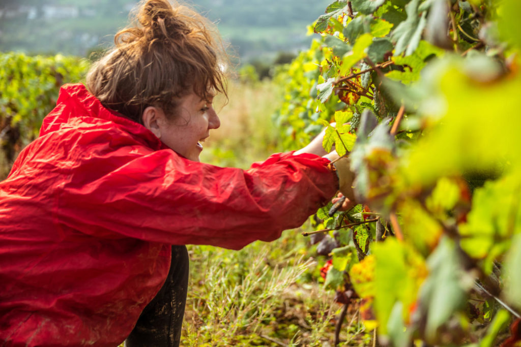 Travail dans les vignes