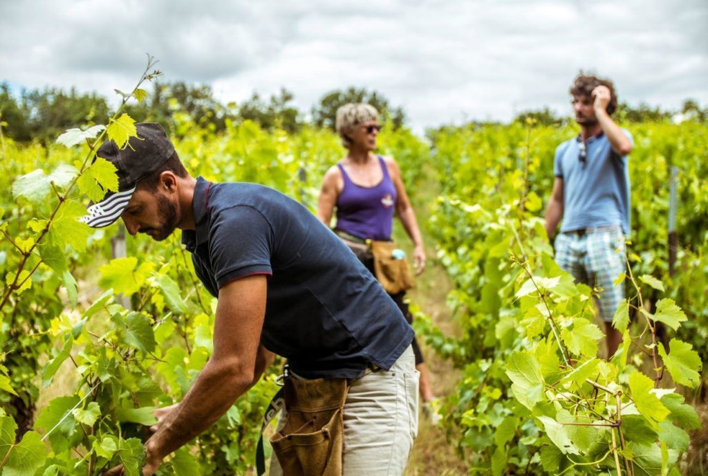 Personnes travaillant dans les vignes