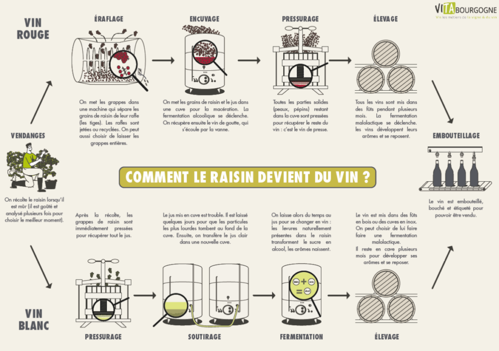 Vinification : Comment est fait le vin ?